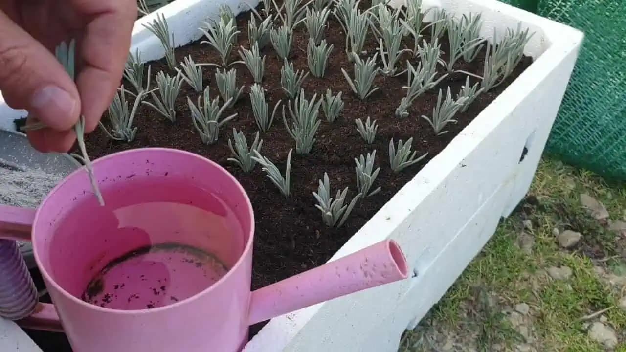 Založte si nový levanduľový záhon z odrezkov: Takto jednoducho si ju namnožíte z materskej rastliny!