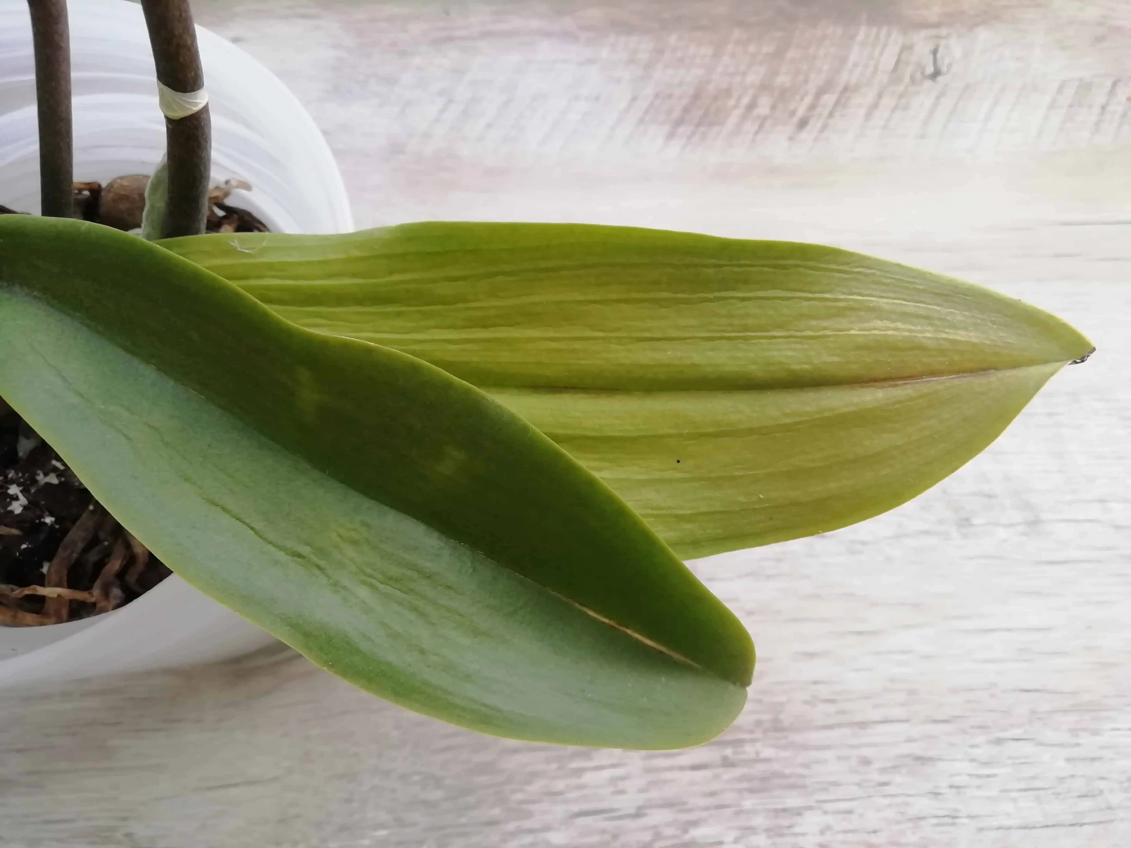 Úžasná rada, vďaka ktorej ožije aj odumretá orchidea: Dajte jej toto namiesto klasického substrátu a znovu vyženie zdravé korene!