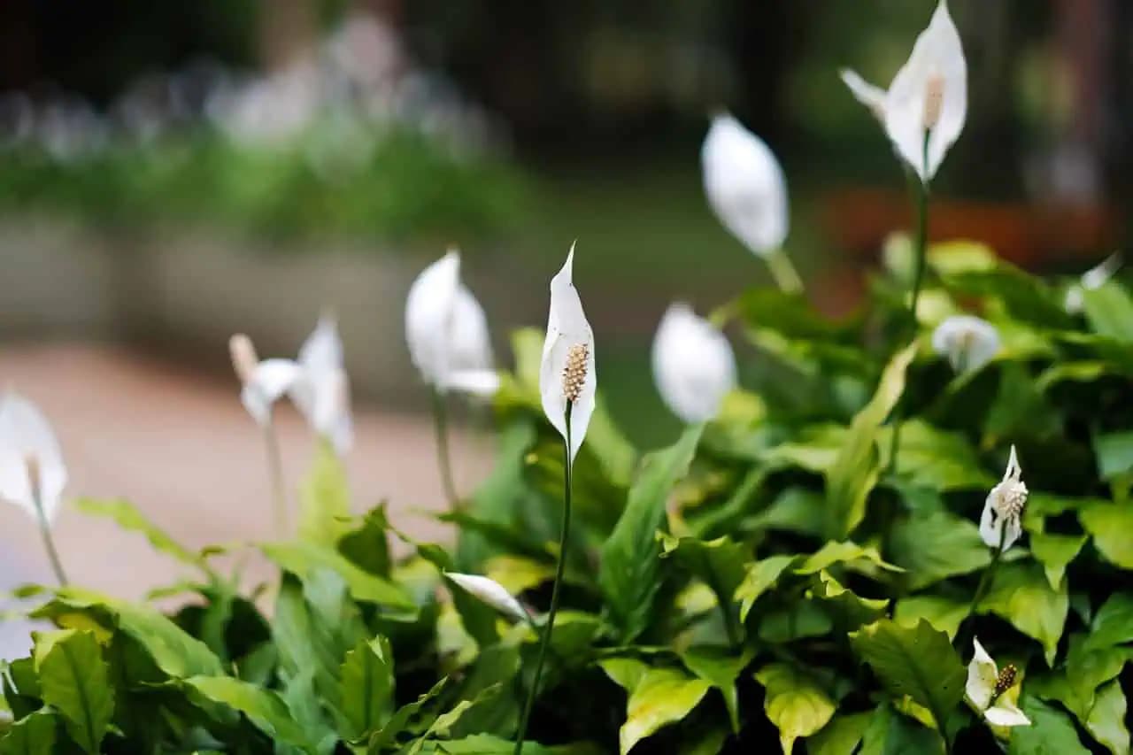 7 najlepších rastlín proti vlhkosti: Pomáhajú zabrániť tvorbe plesní, aj nepríjemných zápachov!