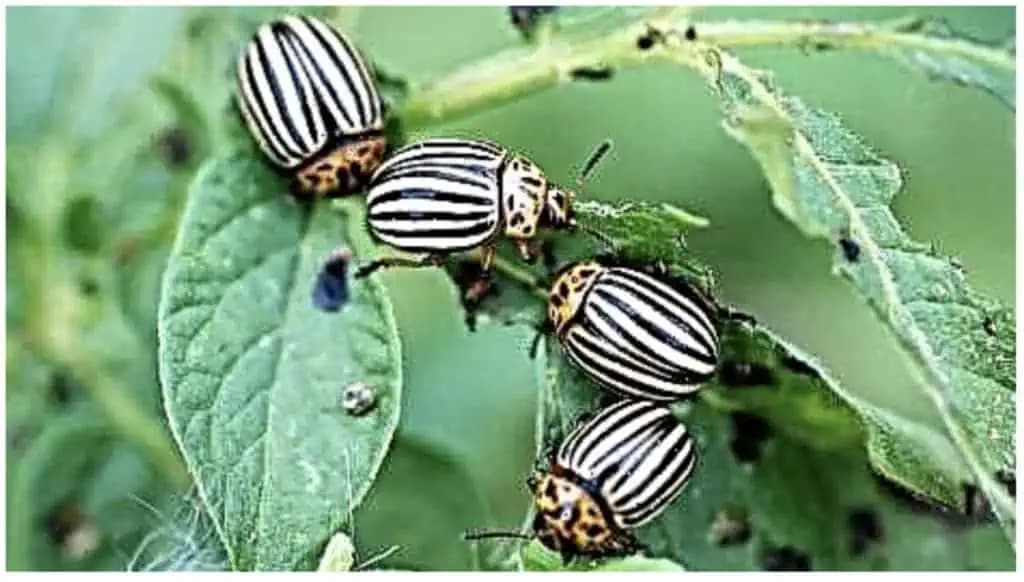 Tento DEDINSKÝ TRIK zabíja mandelínky lepšie ako chémia: Stačí urobiť toto a na zemiakoch ju už nehľadajte!