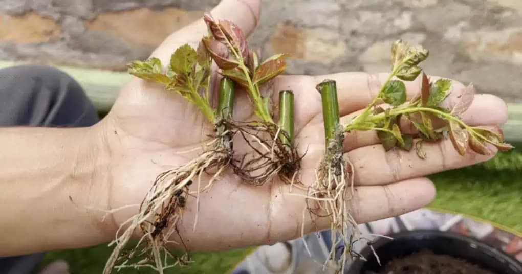 Malý trik na rozmnožovanie ruží a iných kvetov z ODREZKOV: Výsledok predčí všetky očakávania!