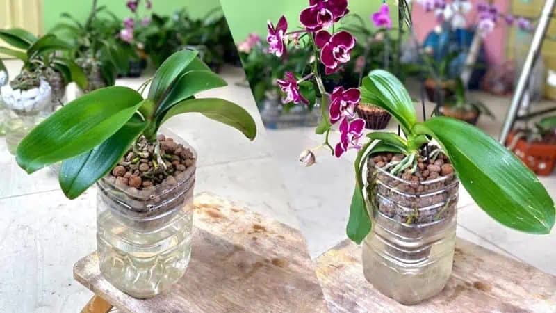 NOVÝ spôsob pestovania orchideí bez špeciálnych hnojív: Kvitnú DLHO a hlavne bohato!