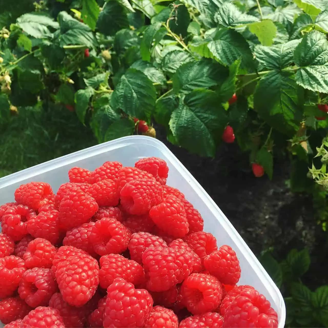 Ak chcete TENTO ROK zbierať maliny na vedrá, dajte im túto jednoduchú výživu!