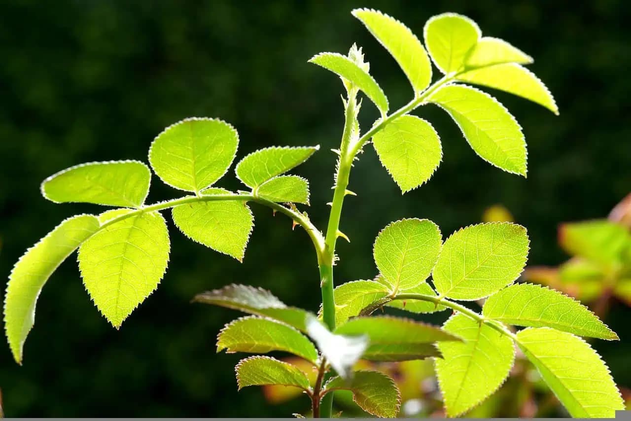 Nečakane efektívny spôsob, ako rozmnožiť ruže z jesenných odrezkov: Vyberajte tie zelené a úspech je zaručený!