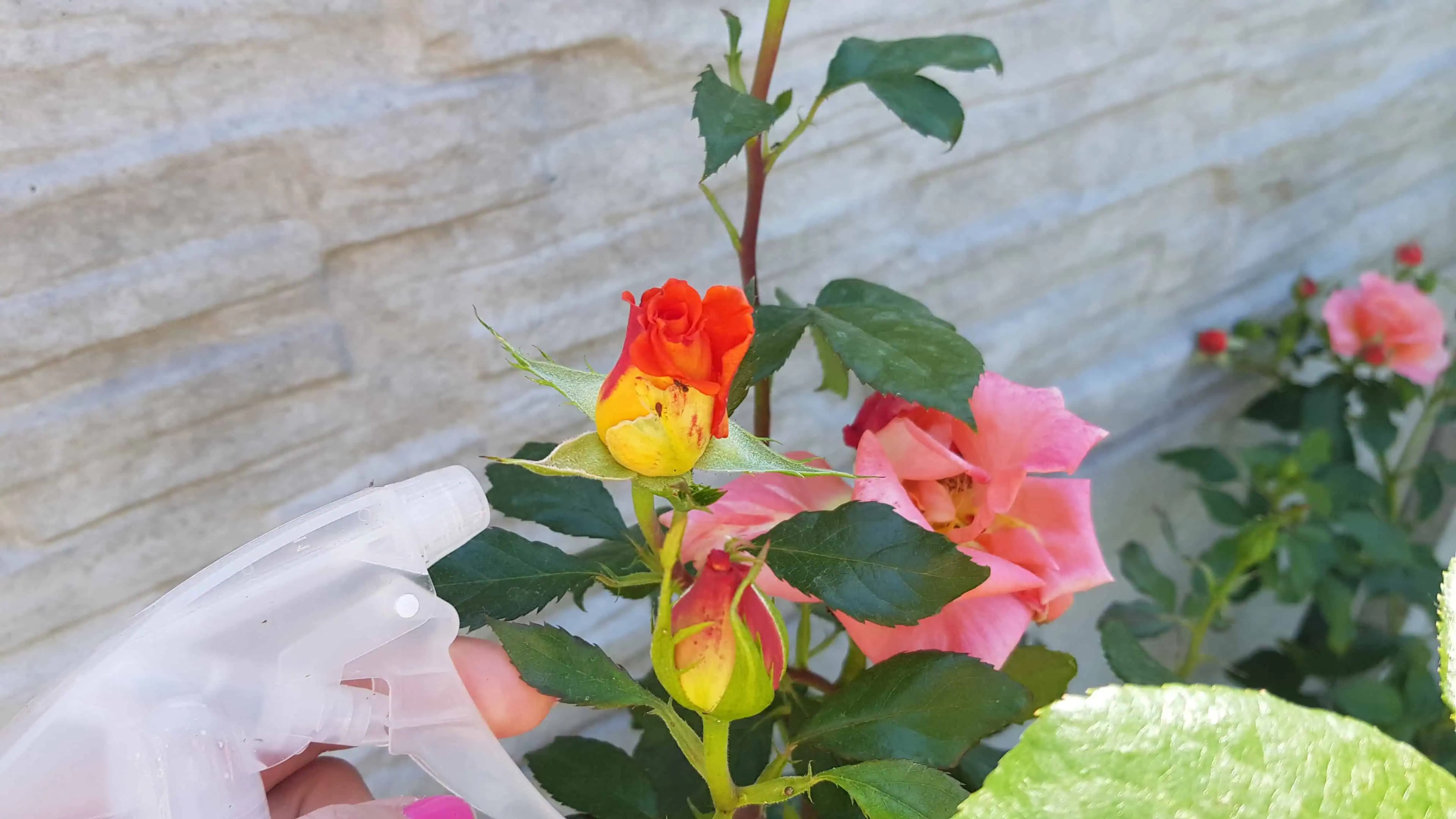 Kvasnicový sprej s mliekom na ruže, paradajky a uhorky: Spoľahlivý prostriedok nielen proti voškám!