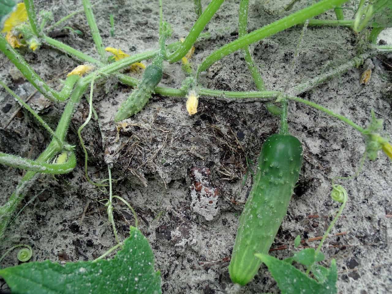 Aj zvädnuté uhorky budú ako znovuzrodené: Nalejte im toto hnojivo a budete milo prekvapení!