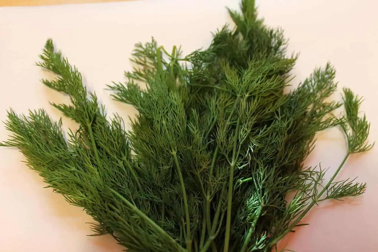 Je to väčšia sila, ako cesnak: Účinok nenápadnej bylinky by mal na jar poznať každý – nebudete ju dávať len do uhoriek!