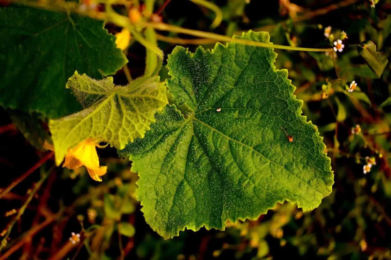 Ochráňte svoje uhorky pred chorobami a povedzte STOP žltnutiu listov!