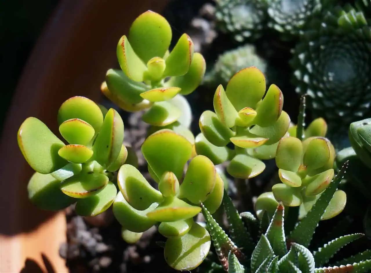 Crassula (Rastlina peňazí a šťastia): Dôvod, prečo musí byť v každom jednom dome!