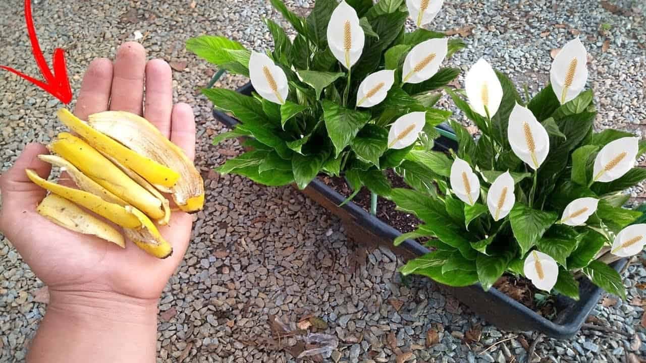 Triky, vďaka ktorým budú vaše kvitnúce rastliny nahadzovať puky ako na povel!