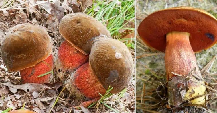 Slováci sa boja, že je jedotovatá: V skutočnosti ide o jednu z NAJCHUTNEJŠÍCH húb z našich lesov!