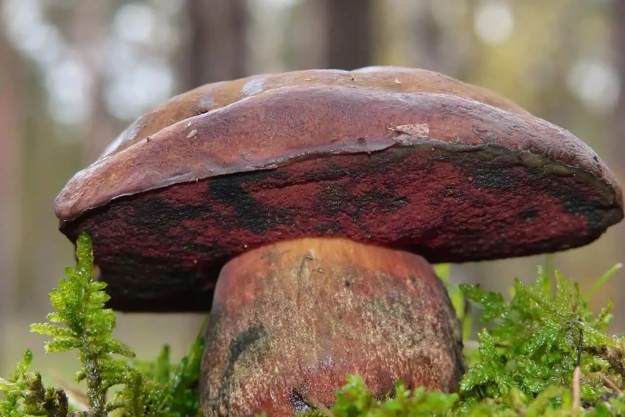 Ich farba odrádza a ľahko sa zamieňajú: Ale toto je jedna z najchutnejších húb v našich lesoch!