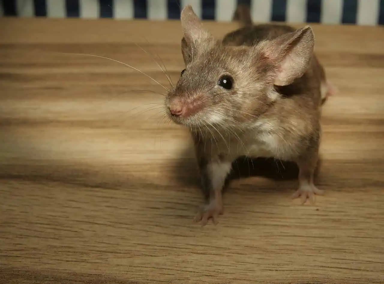 3 účinné rastlinné odpudzovače myší: Tieto rastliny zaručene udržia myši mimo vášho domu!