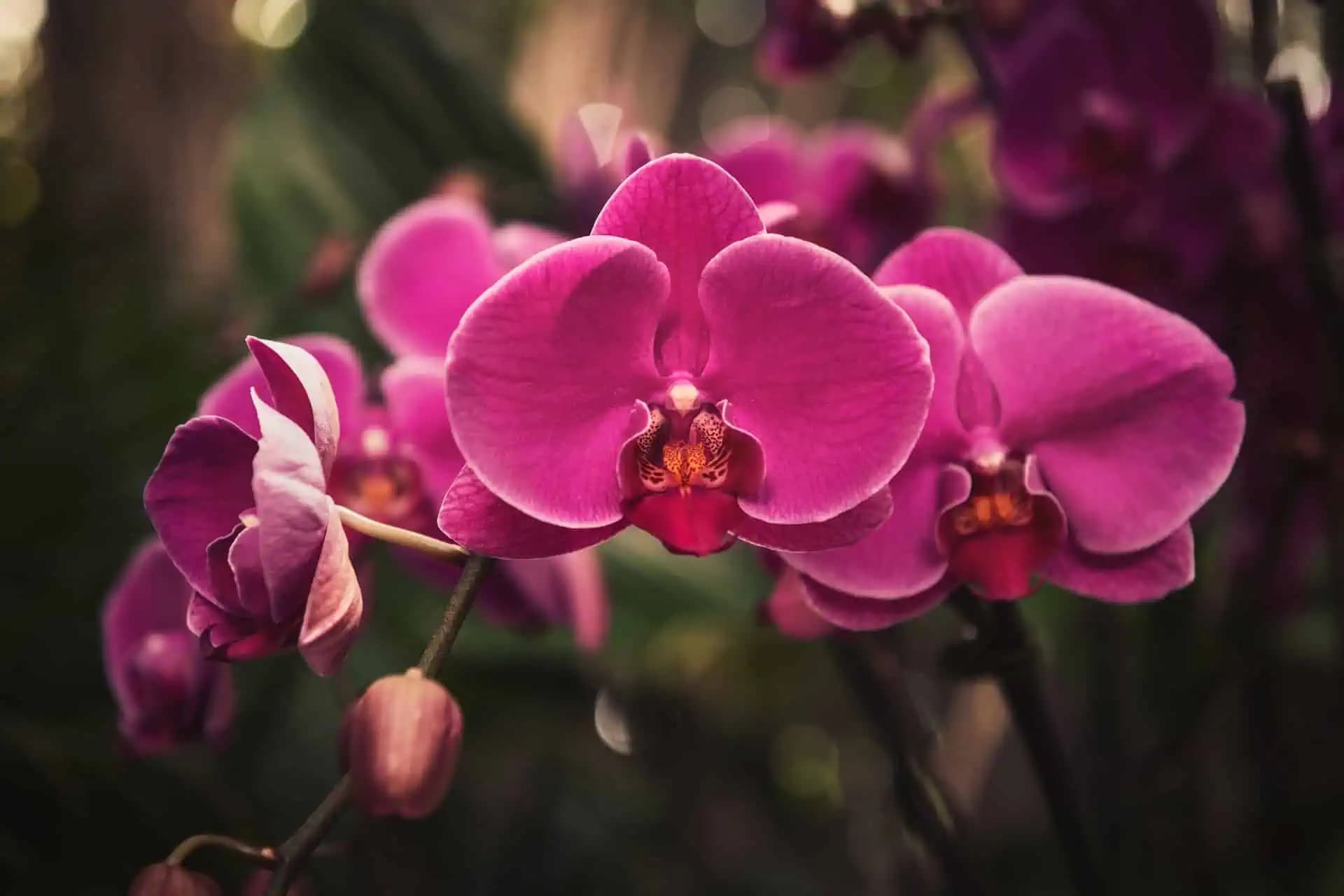 Doprajte orchideám túto mliečnu výživu a budú kvitnúť ako šialené po celý rok!