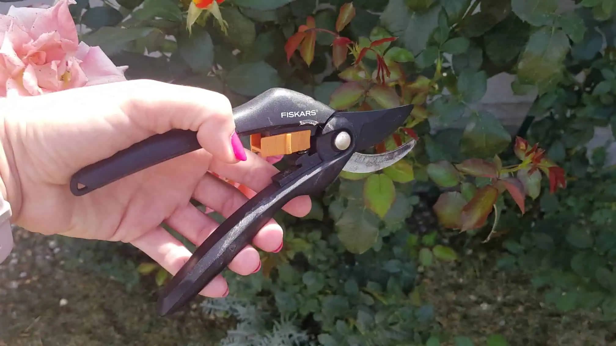 Viete, ktoré rastliny treba v auguste ostrihať? Prinášame vám krátky prehľad!