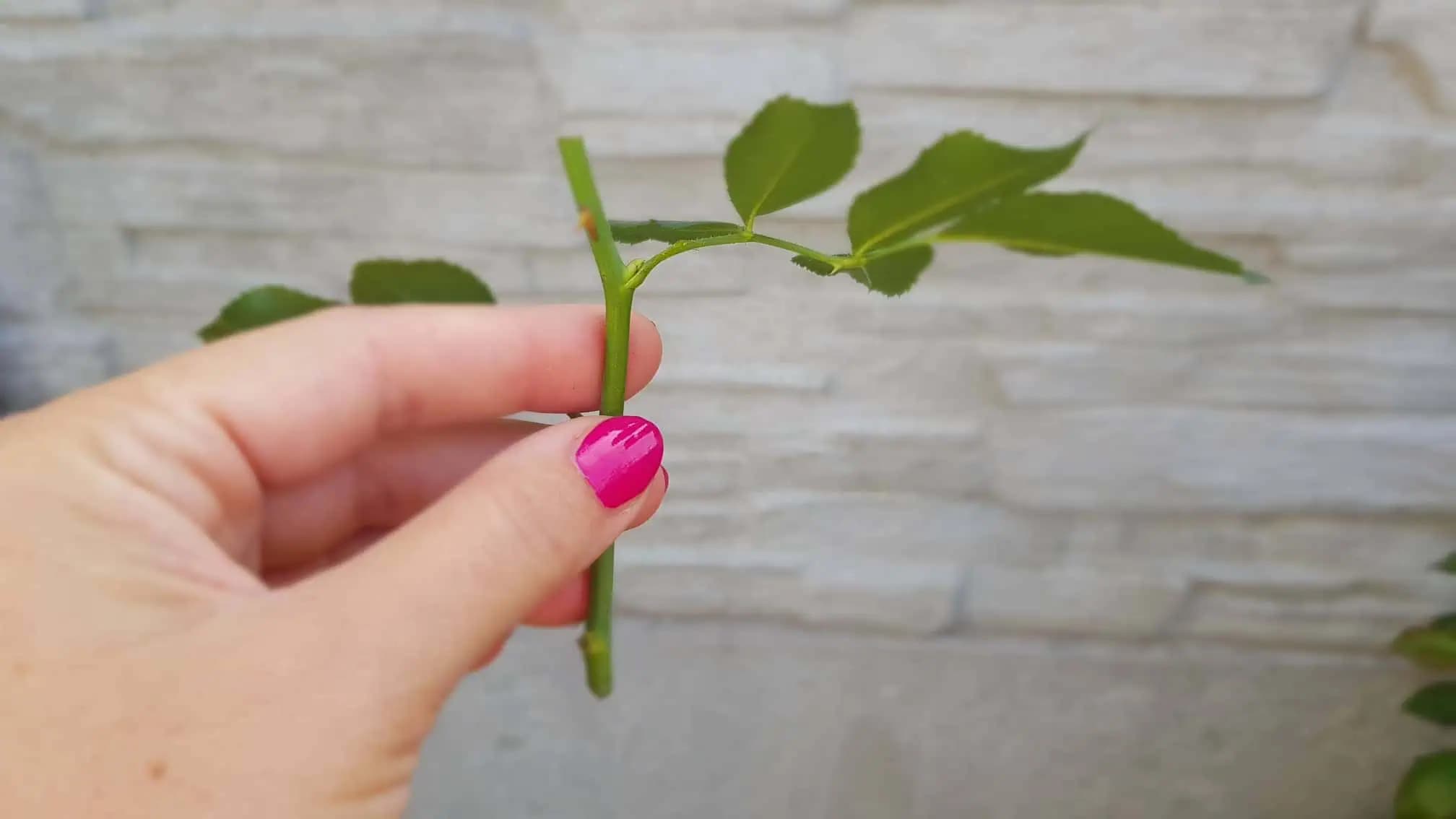 Brilantný nápad ako si zakoreniť každý odrezok NAJJEDNODUCHŠÍM spôsobom: Treba len kus POLYSTYRÉNU a vodu!