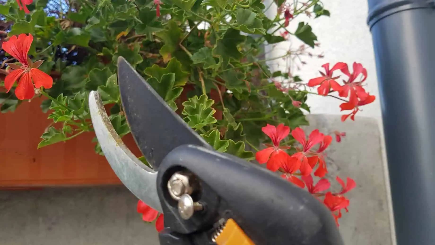 Toto urobte na jeseň s muškátmi: Do zimy pôjdu zdravé a silné!