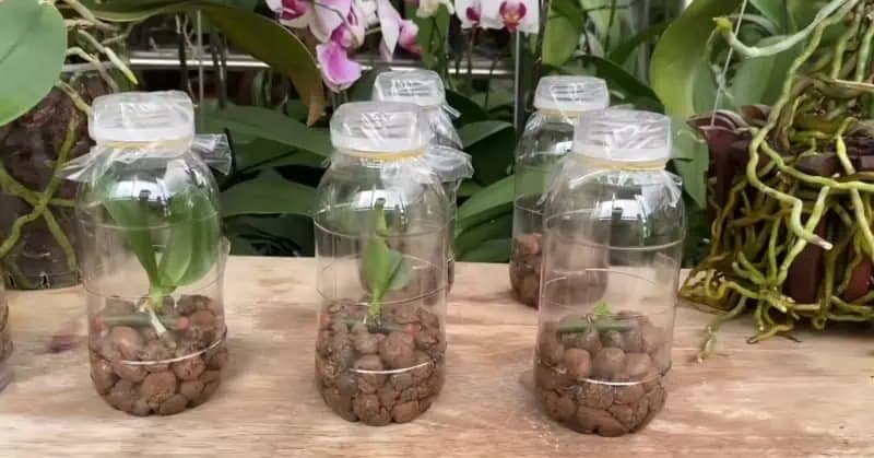 Unikátny spôsob množenia orchideí: Ak vám jedna nestačí, toto je spôsob, ako si namnožiť nové rastliny celkom ZADARMO!