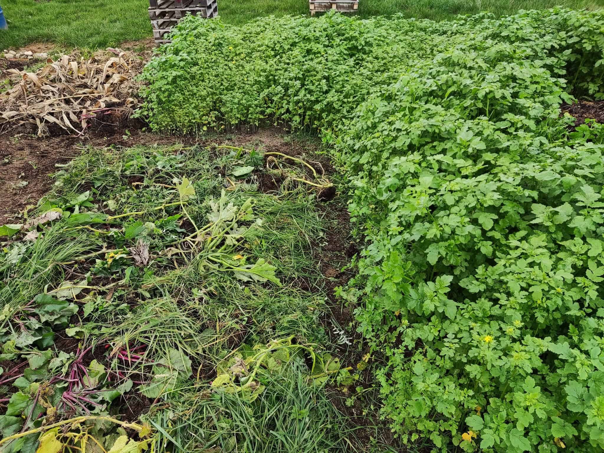 Políčka na sadenie zeleniny už nerýľujem na jeseň ani na jar: Ušetrená robota a NESKUTOČNÁ ÚRODA úplne bez chémie!