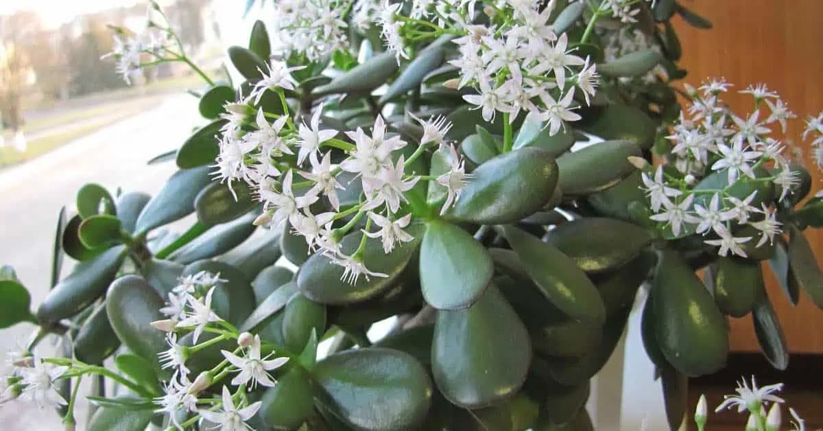 Viete, kam treba dať TUČNOLIST v októbri, aby v zime bohato kvitol? Toto miseto v byte je záruka!