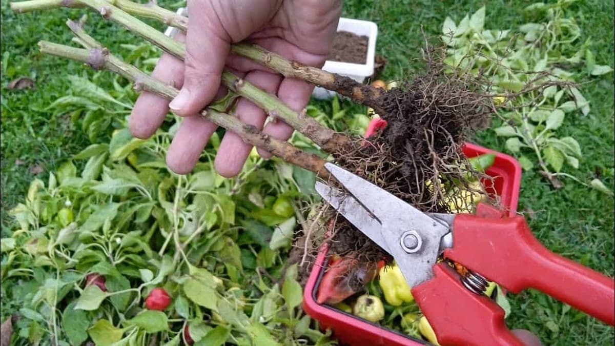 Chcete o rok veľa veľkej PAPRIKY? Nekupujte na jar priesady, toto stačí urobiť po sezóne s každou rastlinou!