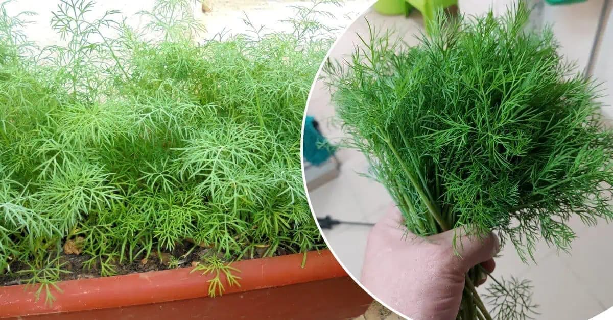 Nekupujte drahé potraviny: Moja teta pestuje na parapete POKLAD cennejší ako cesnak a zázvor – rastie za 2 týždne!