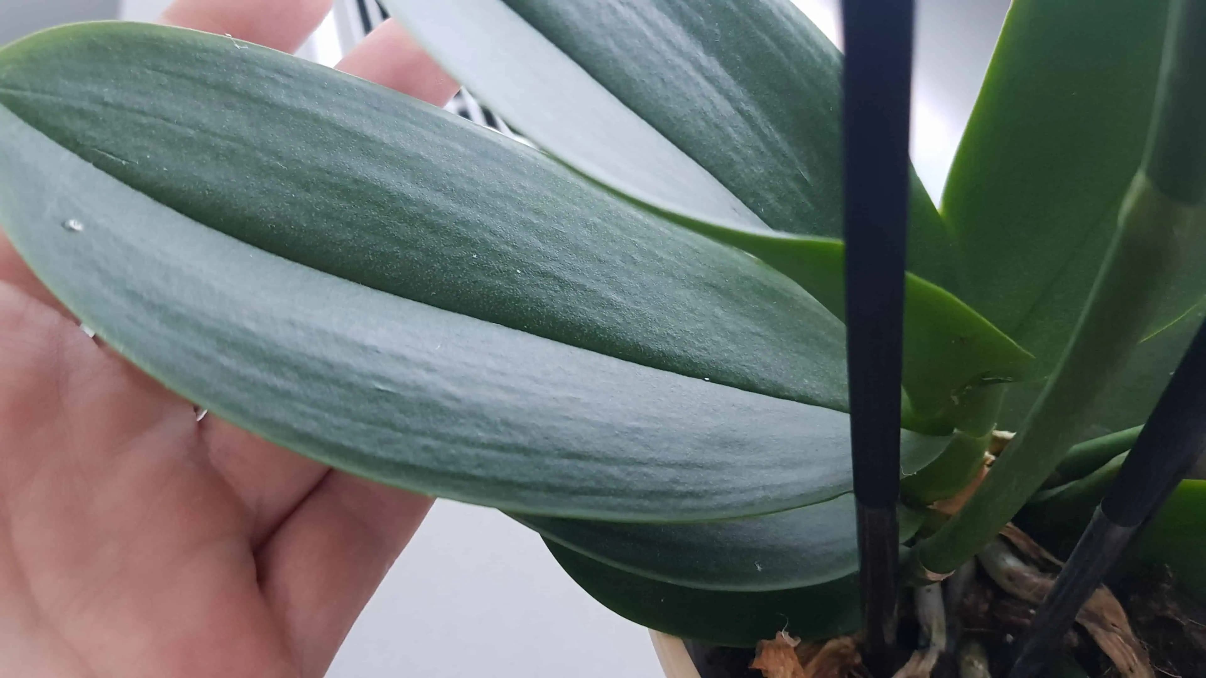 Najjednoduchší spôsob, ako rozmnožiť orchideu z jedného LISTU: Výsledky vás ohromia!