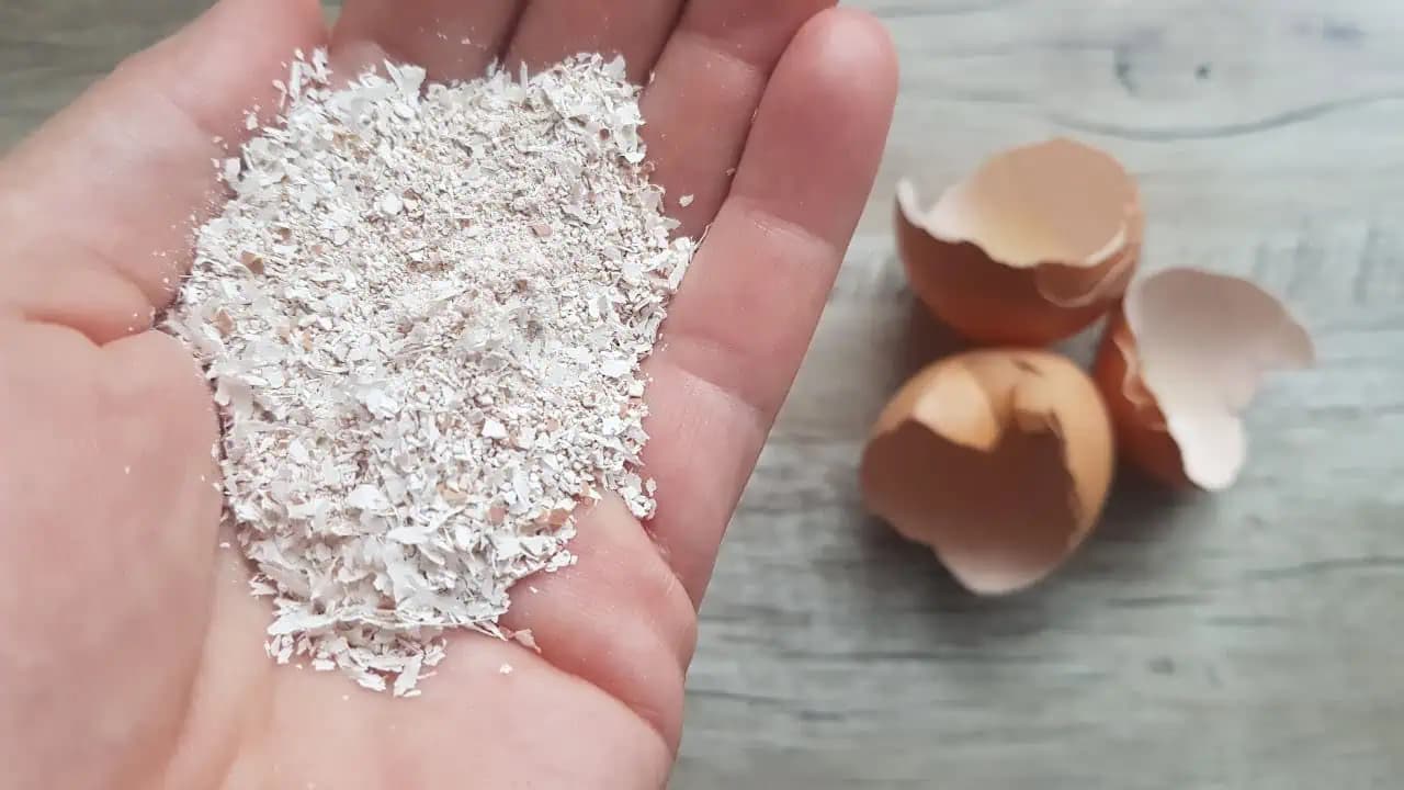 Poradíme vám, ako využiť škrupinky od vajec: Tieto super spôsoby vás určite presvedčia a už ich nikdy nevyhodíte!