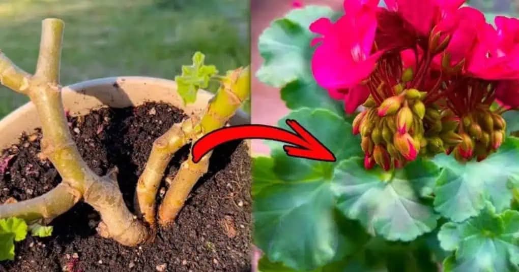 Nevyhadzujte na jeseň krehké a prerastené muškáty: Poradím vám JEDNODUCHÚ vec a znovu vás budú tešiť svojou krásou!