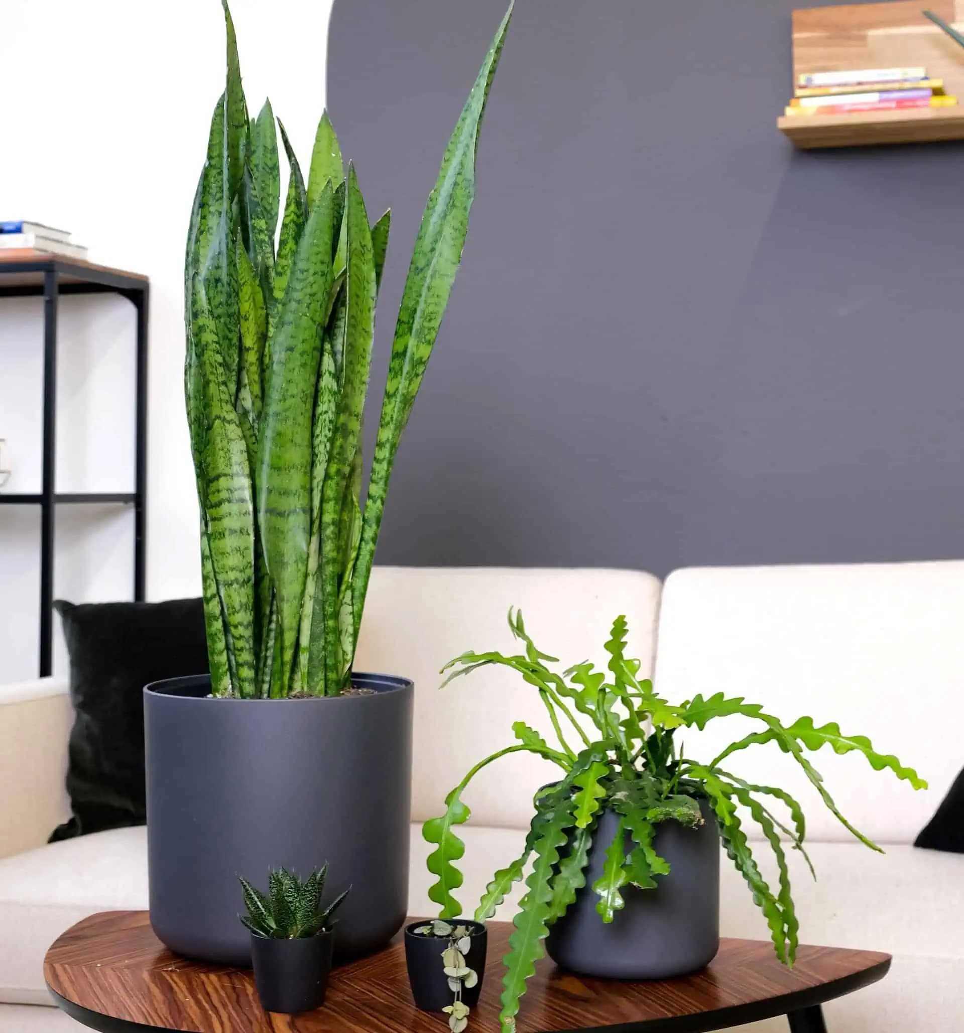 Toto je dôvod, prečo by vám nemala doma chýbať táto izbová rastlina: Svokrin jazyk je nielen krásnym doplnkom, ale aj užitočným pomocníkom!