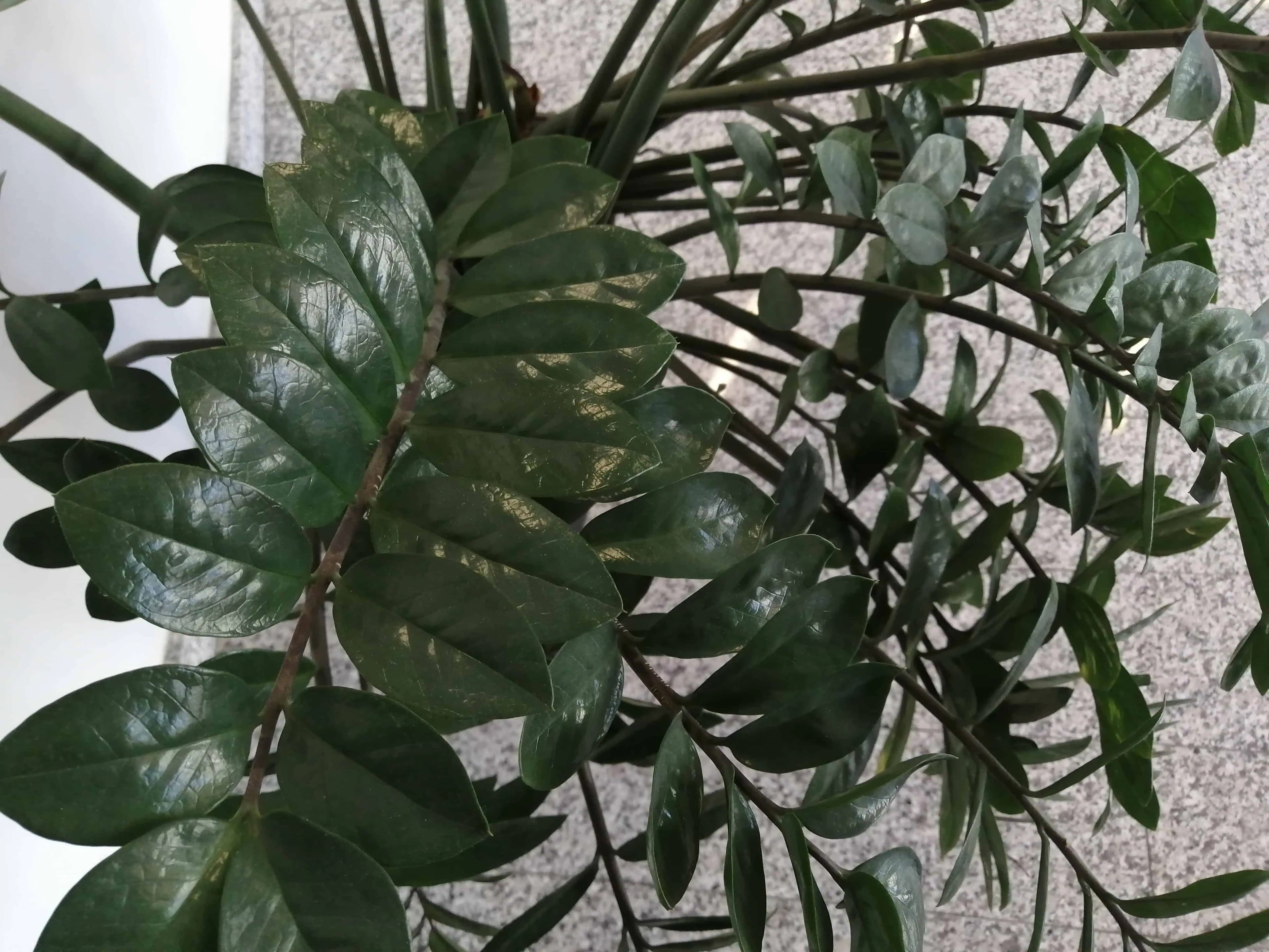 Môj zamiokulkas rýchlo rastie a vyháňa nové listy: Stačila len 1 zmena v starostlivosti!