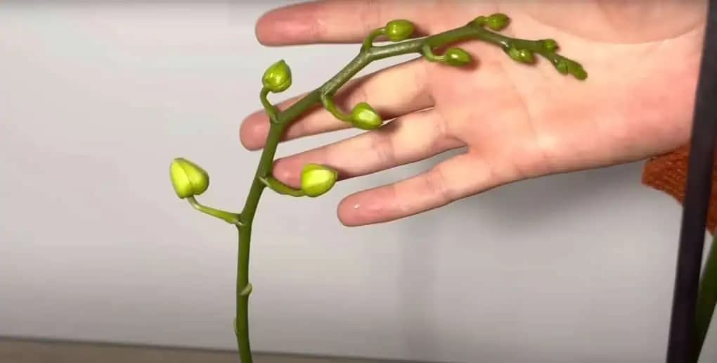 Kamarátka má v JANUÁRI všetky orchidey obsypané kvetmi: Ukázalo sa, že banánovú šupku používa VEĽMI nezvyčajným spôsobom!