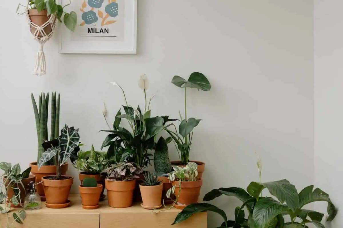 Zvyšky tohto nápoja som pridala do črepníka a SPATHIPHYLLUM hneď vystrelilo nahor: Listy sú nádherné a konečne kvitne!