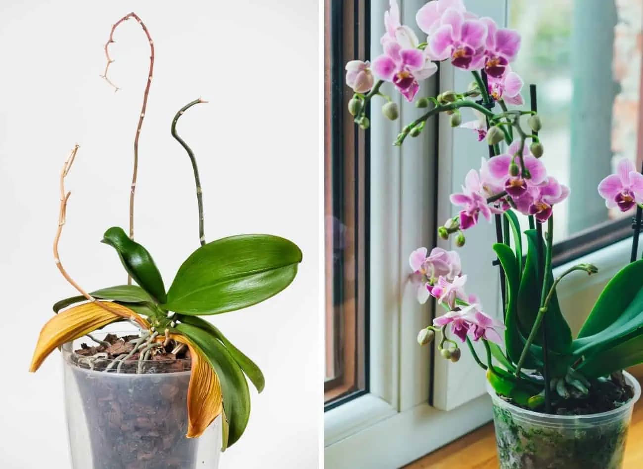 ŠVÉDSKY TRIK, ako oživiť suchú a umierajúcu orchideu: Naozaj to funguje – orchidea na vyhodenie opäť krásne kvitne!