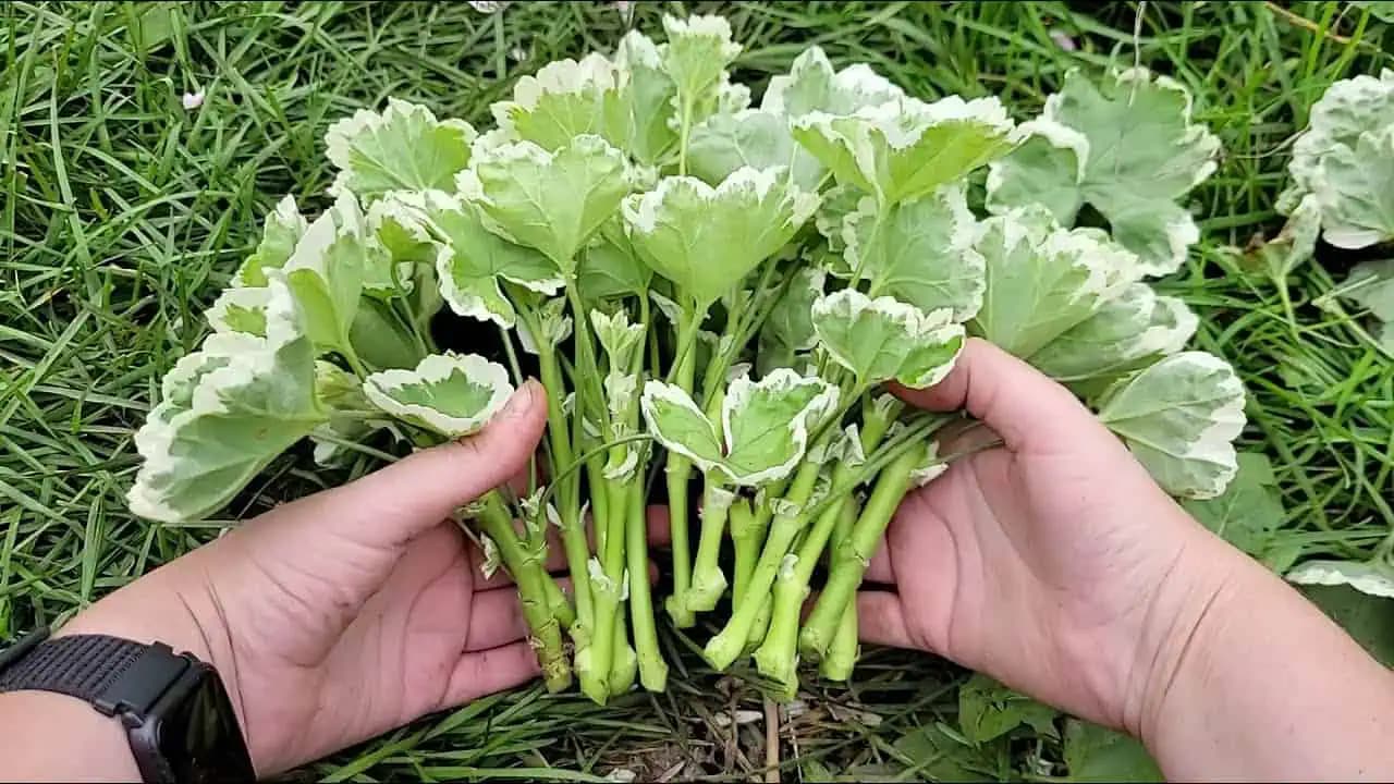 Nový spôsob množenia muškátov: Zdravé a silné sadenice mám úplne zadarmo!