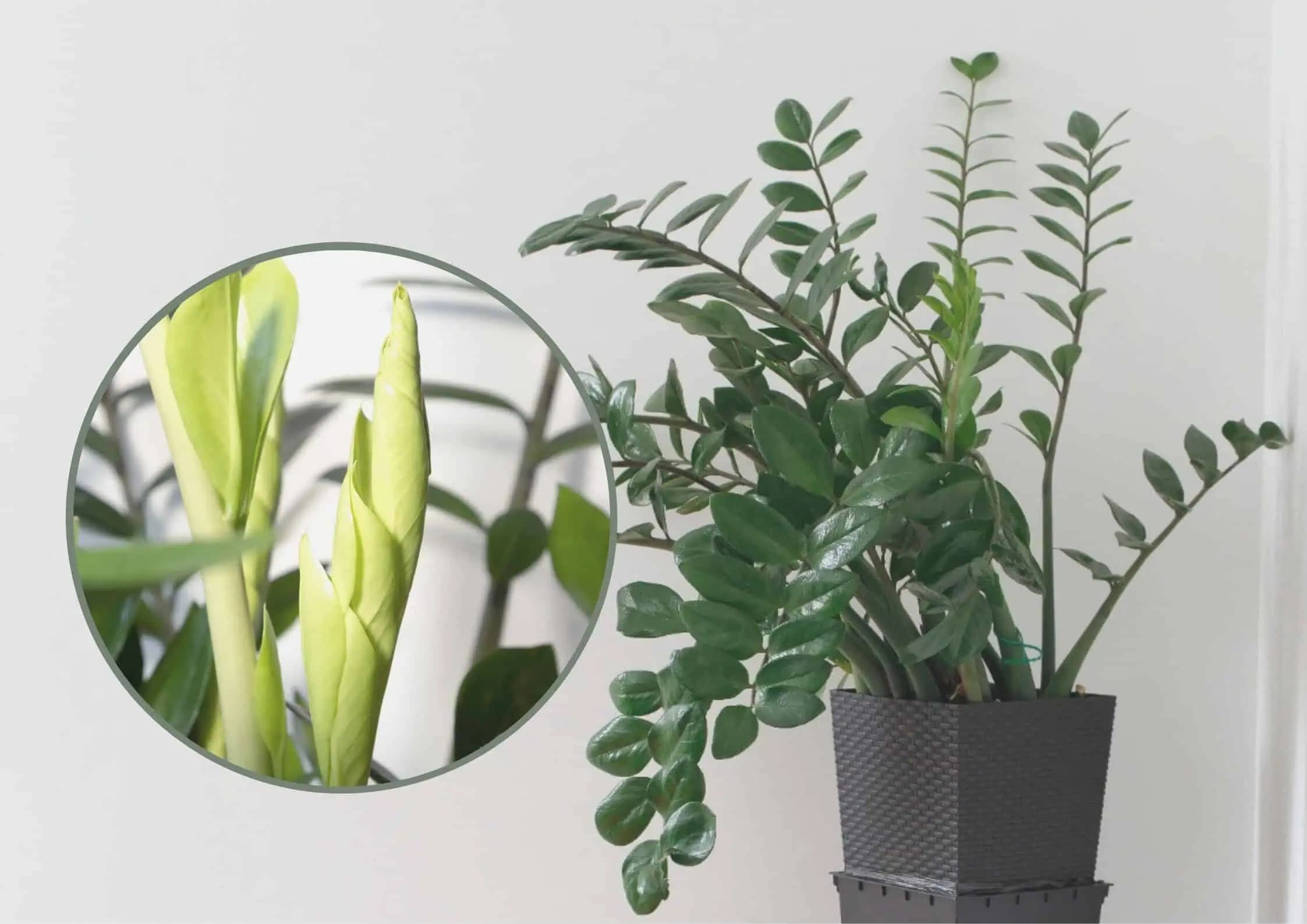 Treba len 3 polievkové lyžice a zamiokulkas vyženie VEĽA nových listov!