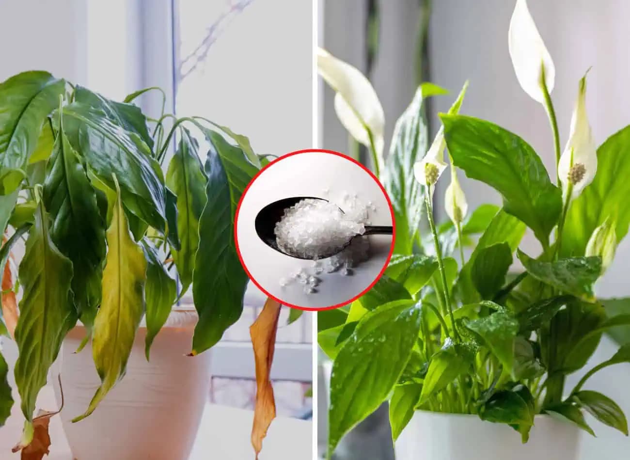 Len JEDNA čajová lyžička stačí na to, aby mal lopatkovec veľké listy a krásne kvety: Účinný babský trik!