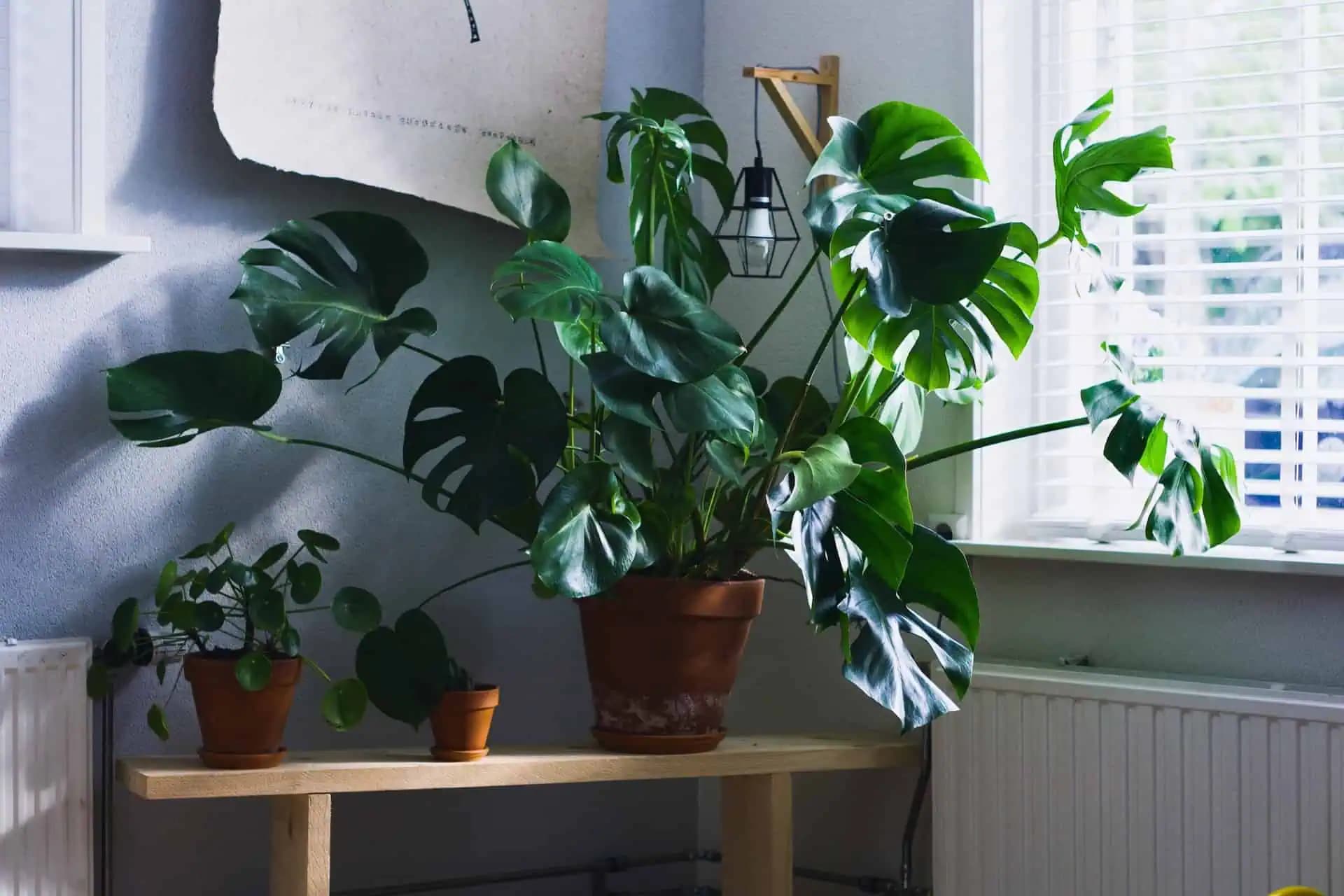 TRIK, ktorý ma naučil svokor: Keď rastlina vädne a chradne, dajte jej celé vajíčko – neuveríte, čo sa stane!