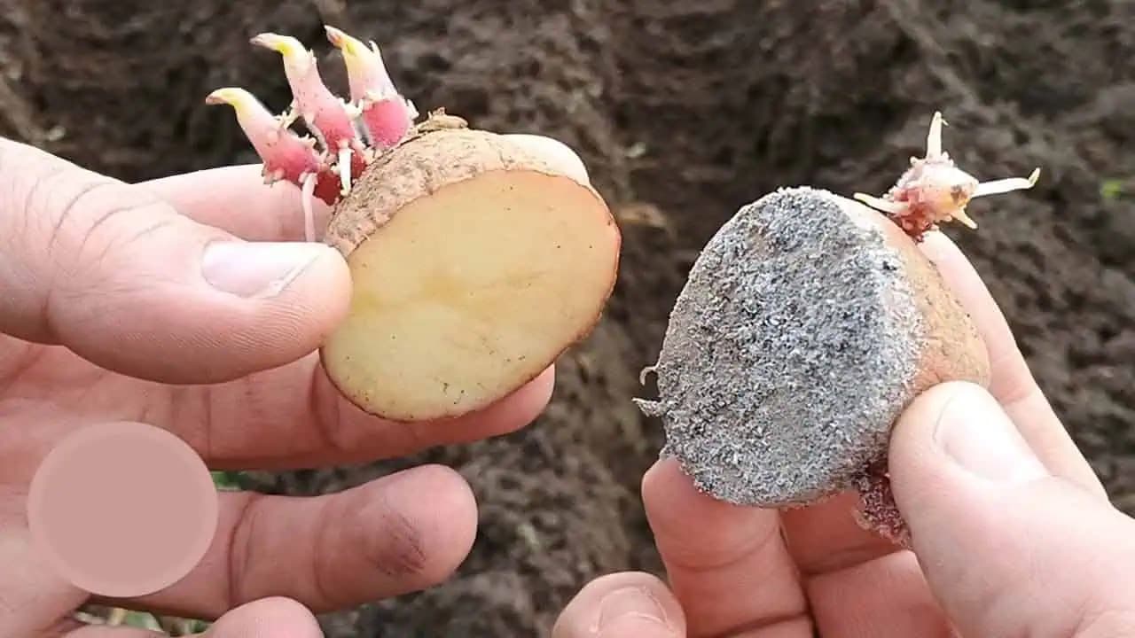 Nikdy bez toho nesaďte zemiaky: Spoľahlivý spôsob, ako zdvojnásobiť úrodu! Mesiac pred výsadbou…