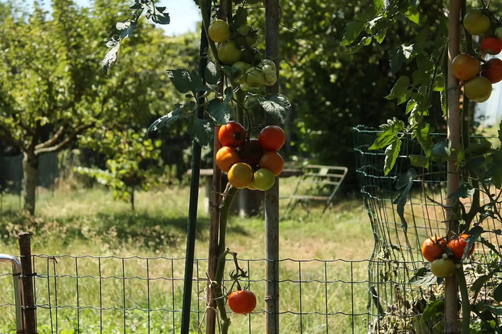 Rozpustite TOTO vo vode a pri sadení paradajok ich zalejte: Tento roztok účinne posilní ich korene!