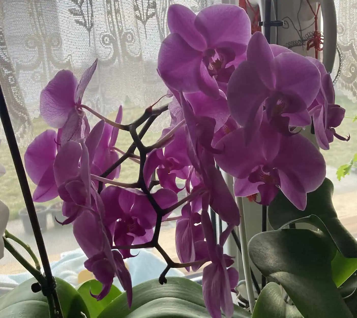 Orchidea miluje kávu: Dajte jej výživu z kávovej usadeniny a nastane EXPLÓZIA nových kvetov, akú ste ešte nevideli!
