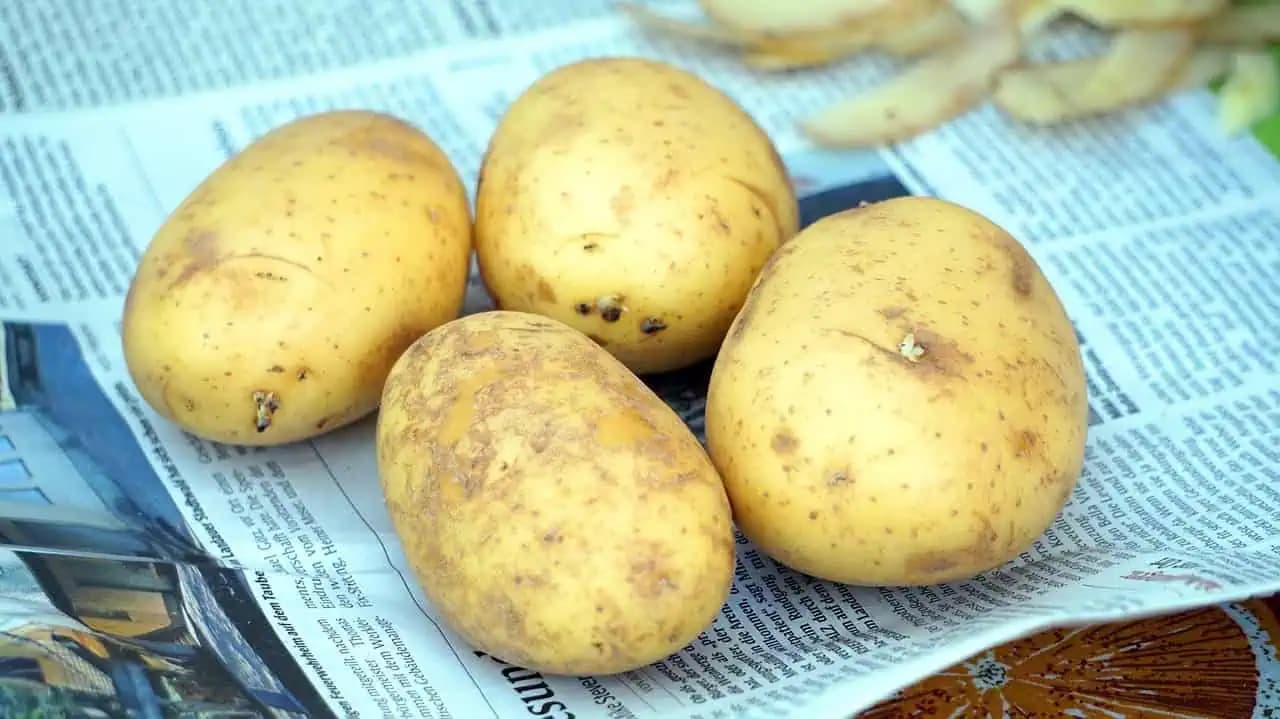 Záhradkárka prišla s perfektnou vychytávkou na pestovanie zemiakov bez roboty: Žiadne okopávanie a rastú ako z vody!