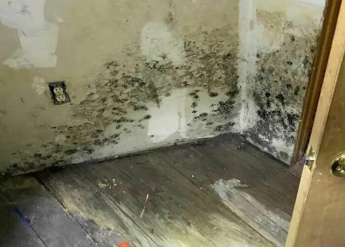 Stará RADA, ako nadobro zlikvidovať pleseň na stenách v byte: Zmizne a už sa neobjaví!