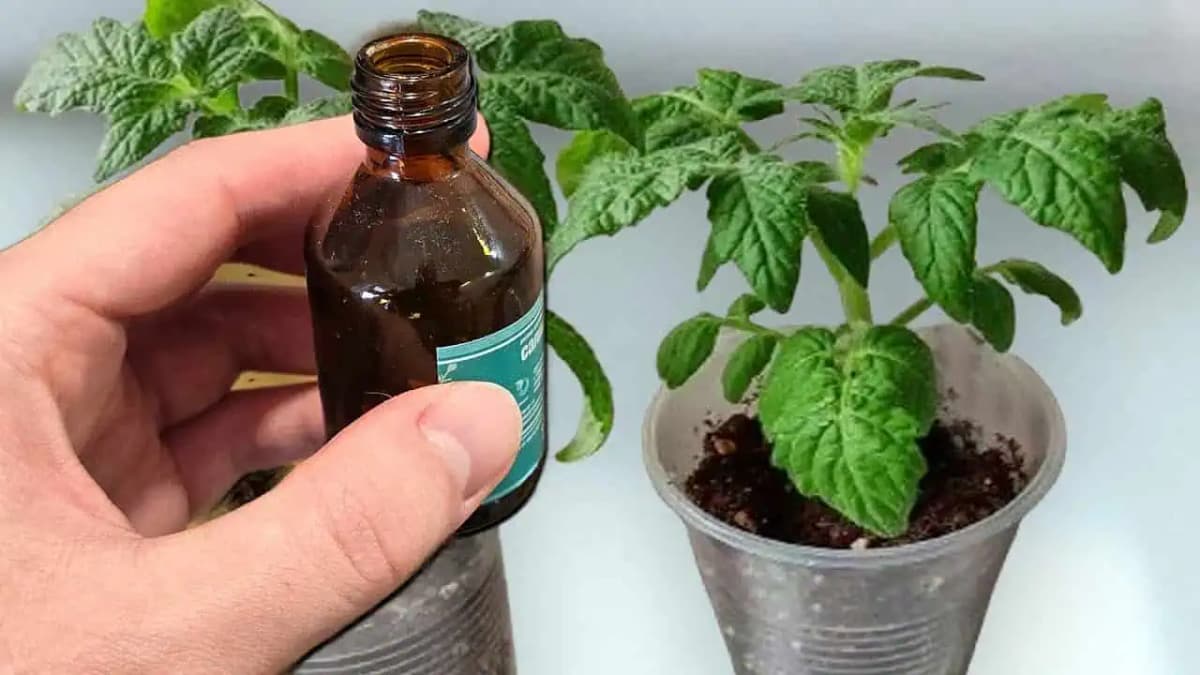 1 kvapka a stonky priesad vám zhrubnú pred očami! Najlepšie hnojivo pre akékoľvek priesady!