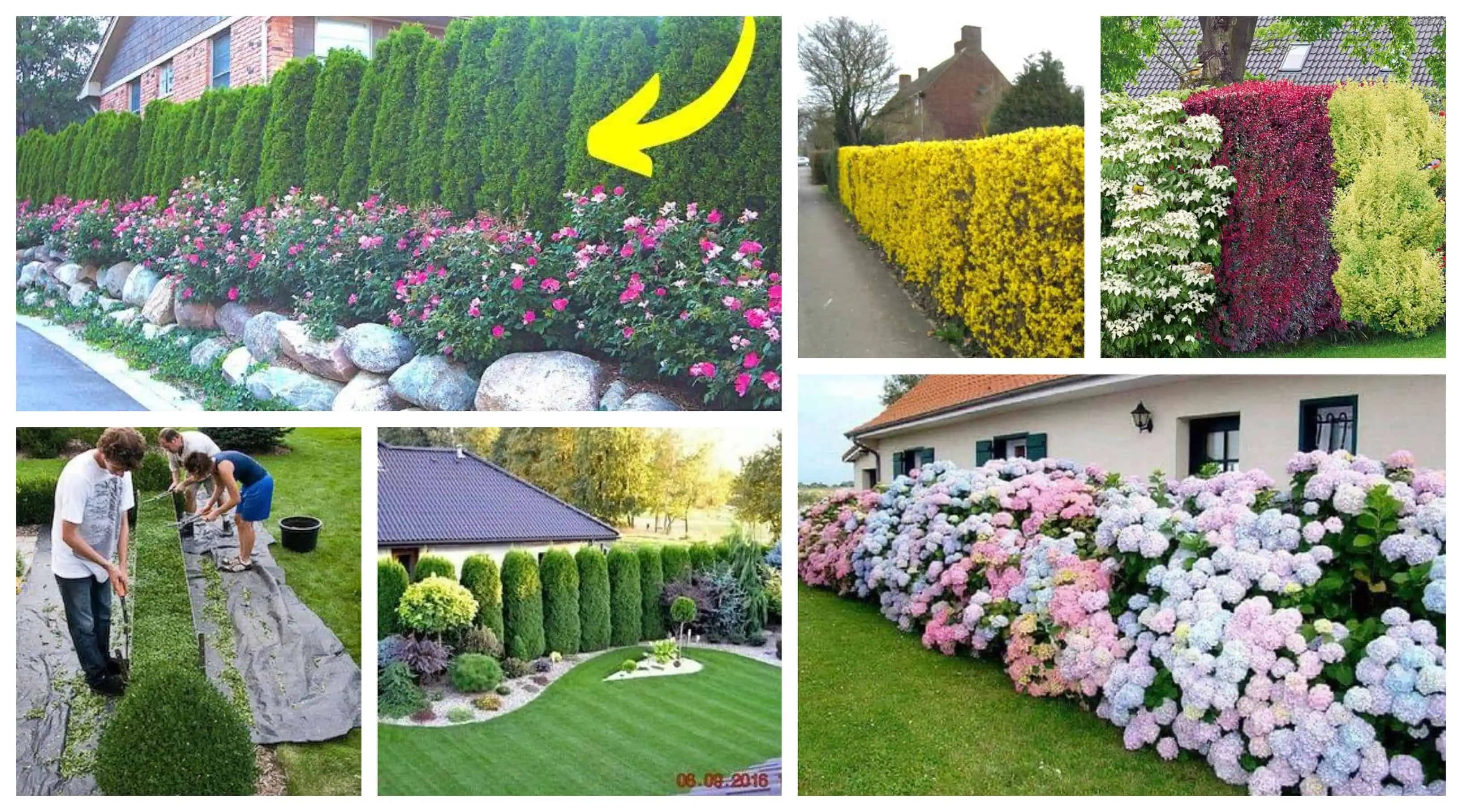 Zabudnite na ŠKAREDÝ betón a pletivo: 21+ nápadov na živé ploty, ktoré premenia váš dvor na malý raj!