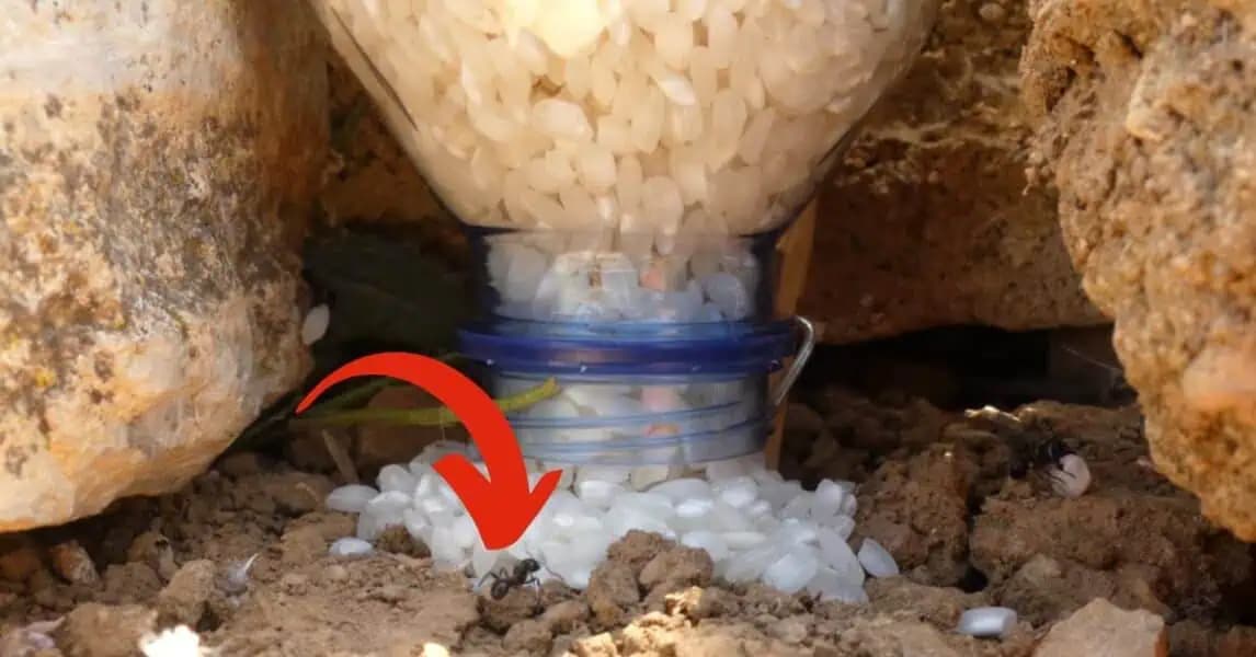 Pasca na mravce: Raz dva máte od nich v záhrade pokoj aj bez chémie!