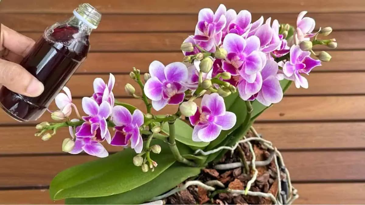 1 šálka za mesiac a aj suchý pahýľ sa obsype KVETMI: Moja orchidea kvitne NONSTOP celý rok!