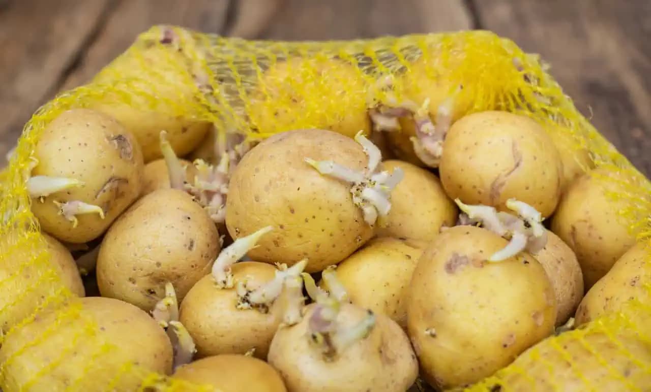 ZEMIAKY rýchlo klíčia? Skladujte ich spolu týmto produktom. Nevyklíči ani jeden!