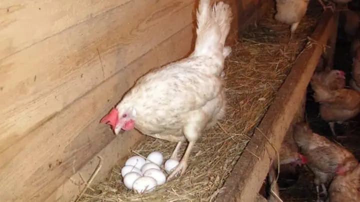 Sliepky budú znášať 2-krát viac vajec: Tajomstvá, o ktorých skúsení gazdovia mlčia!