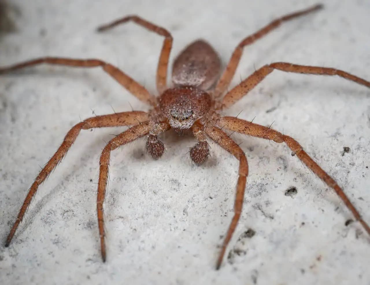 Týmto domácim roztokom nastriekajte okná a dvere: Odpudzuje pavúky aj inú háveď!